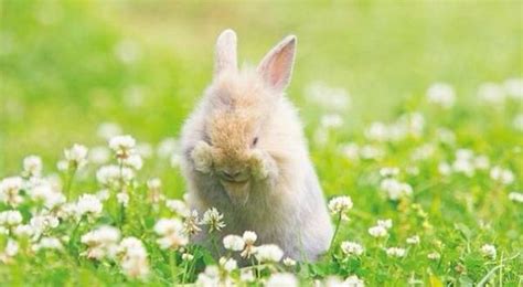 屬兔虛歲幾歲 陰毛變白色